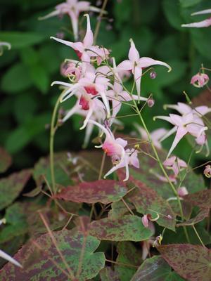 Epimedium x 'Pink Champagne' (Barrenwort)