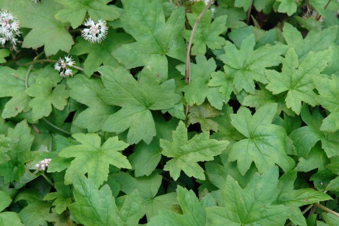 Tiarella cordifolia 'Oakleaf' (Foam Flower)