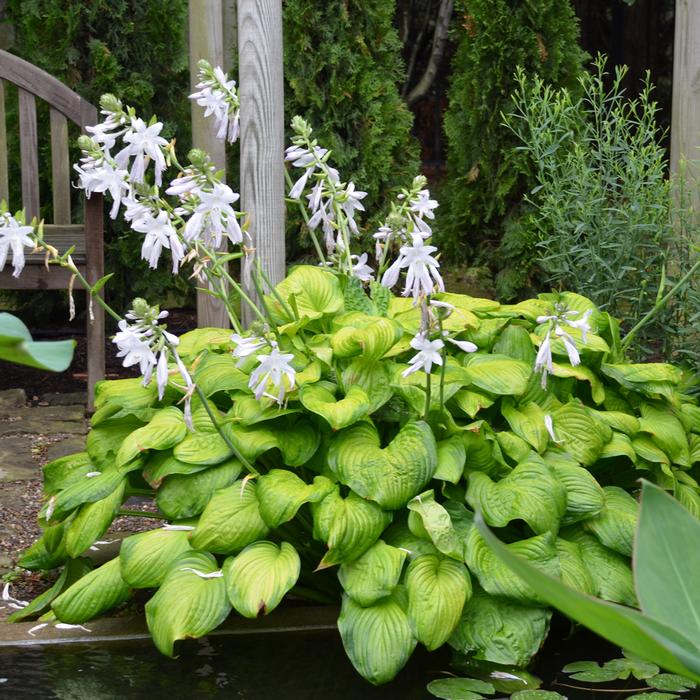 Hosta x 'Guacamole' (Plantain Lily)