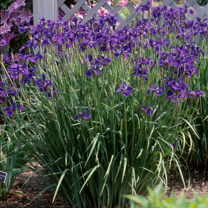 Iris sibirica 'Caesar's Brother' (Siberian Iris)