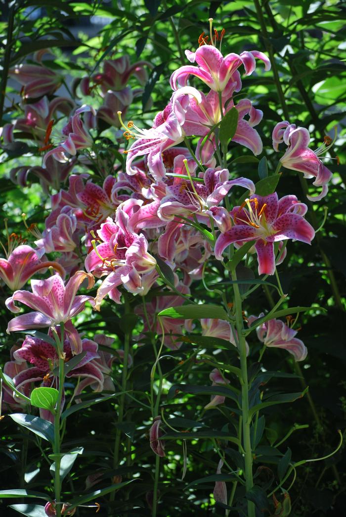 Lilium (Oriental) 'Stargazer' (Oriental Hardy Lily)