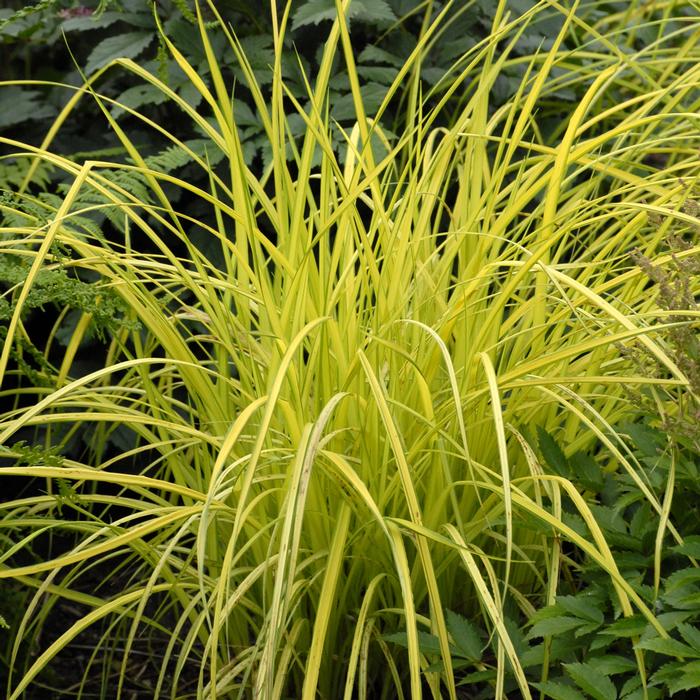 Golden Variegated Sedge (Carex elata 'Bowles Golden')