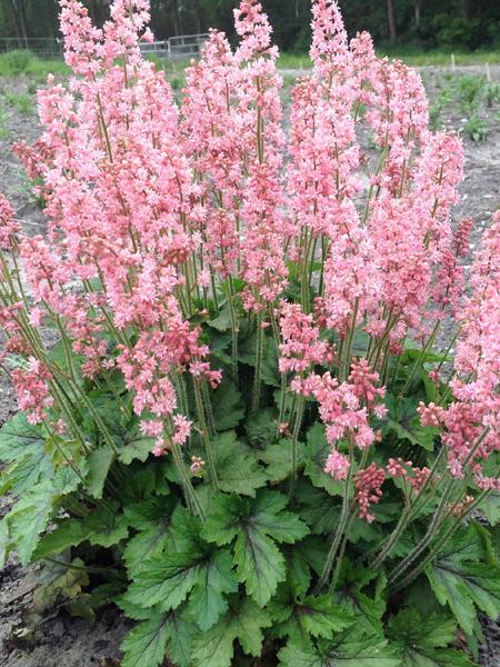 Heucherella 'Pink Revolution' (Foamy Bells)