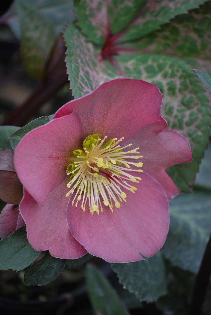 Helleborus x Frostkiss® Penny's Pink (Lenten Rose)