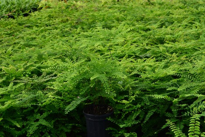 Northern Maidenhair Fern (Adiantum pedatum)