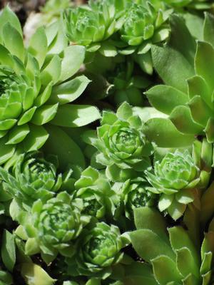 Sempervivum 'Green Wheel' (Hens and Chicks)