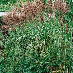 Maiden Grass (Miscanthus sinensis 'Gracillimus')