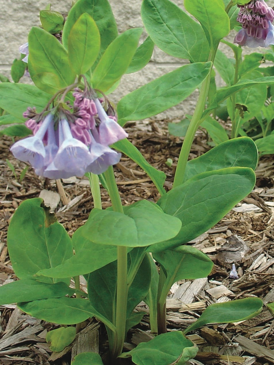 Virginia Blue Bells (Mertensia virginica)