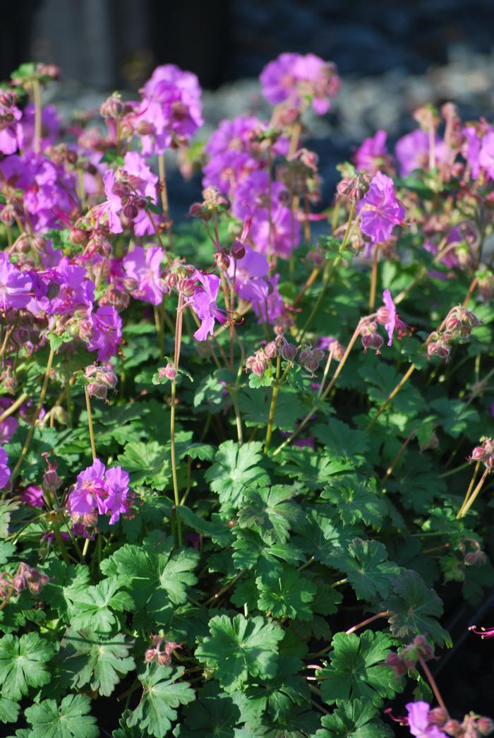 Geranium cantabrigiense 'Karmina' (Cranesbill)