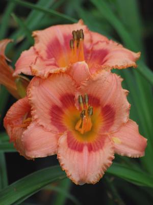 Hemerocallis 'Strawberry Candy' (Daylily)