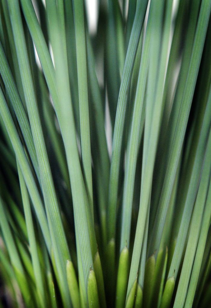 Blue-Green Rush (Juncus inflexus 'Blue Arrows'), grass