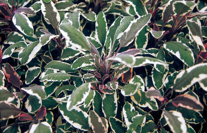 Tricolor Sage (Salvia officinalis 'Tricolor')