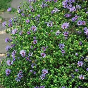 Aromatic Aster (Aster oblongifolius 'October Skies') perennial, purple flowers