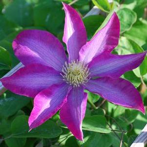 Clematis hybrid 'Pink Champagne™ (Hybrid Clematis)