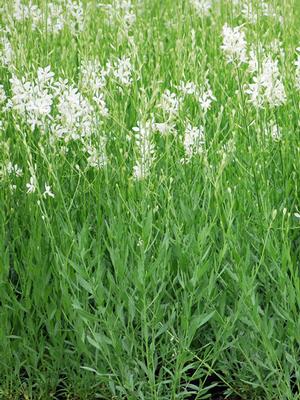 White Gaura (Gaura lindheimeri 'So White')