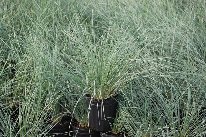 Blue Oats Grass (Helictotrichon sempervirens)