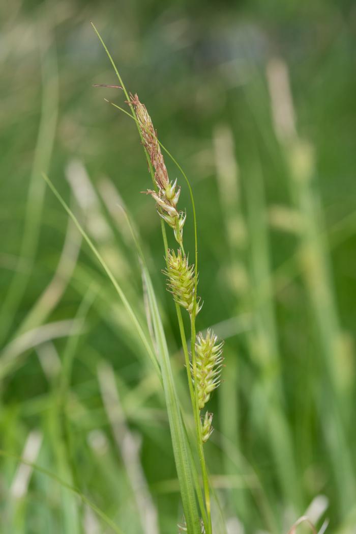 Cherokee Sedge (Carex cherokeensis)