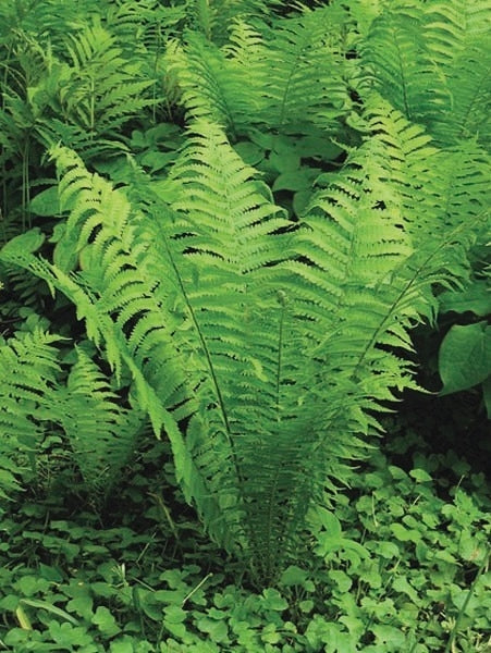 Ostrich Fern (Matteuccia pensylvanica)