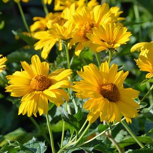 Heliopsis helianthoides 'Summer Sun' (False Sunflower)