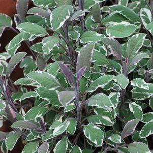 Tricolor Sage (Salvia officinalis 'Tricolor')