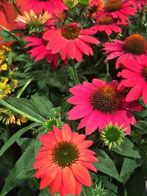 Echinacea Sombrero® Tres Amigos (Coneflower), pink flowers