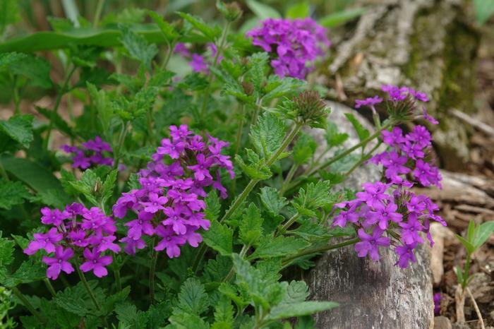 Verbena x 'Homestead Purple' (Vervain)