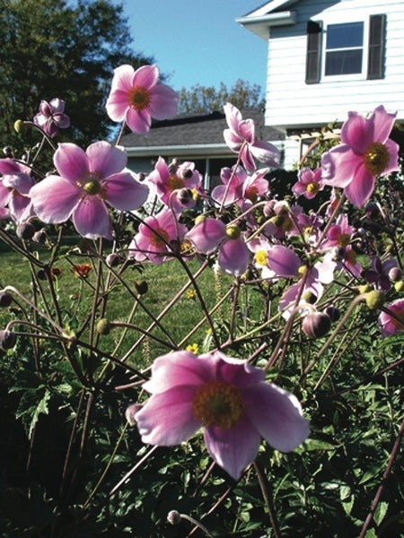 Anemone tomentosa 'Robustissima' (Windflower) perennial