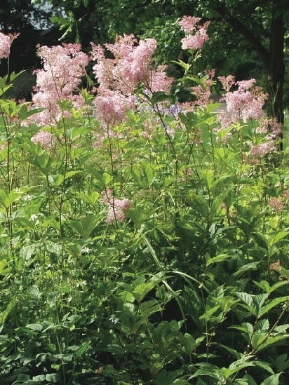 Queen of the Prairie (Filipendula rubra 'Venusta')