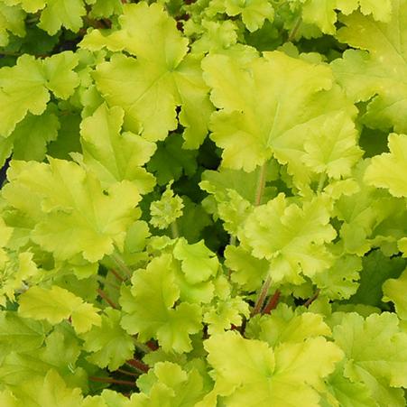 Heuchera x 'Lime Marmalade' (Coral Bells)