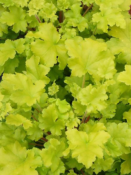 Heuchera x 'Lime Marmalade' (Coral Bells)