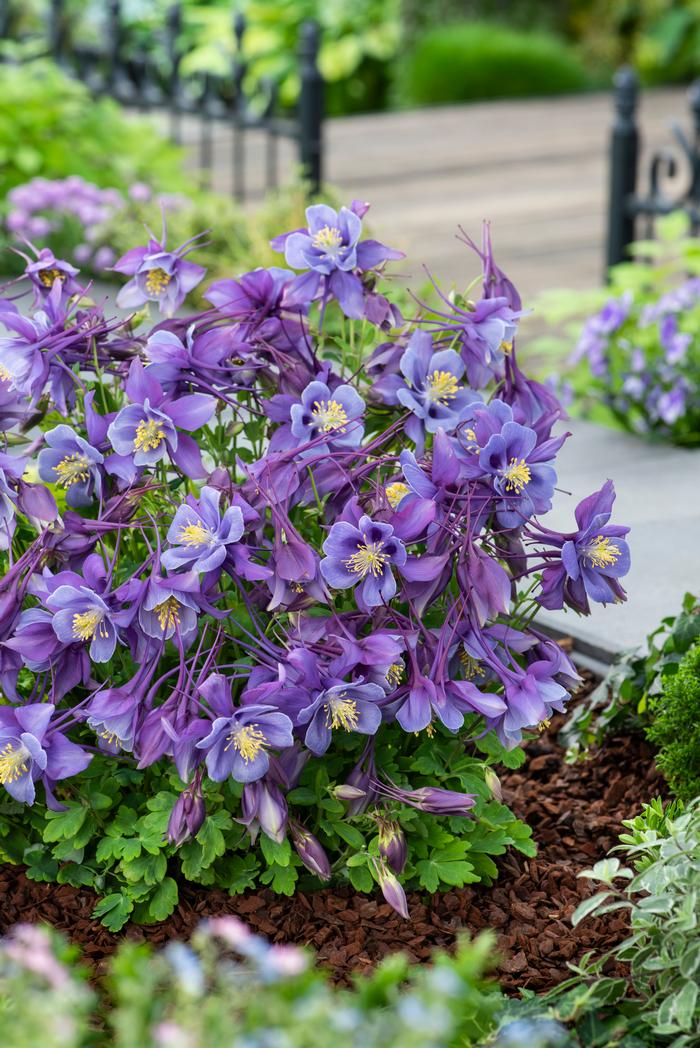 Aquilegia Earlybird™Purple Blue (Columbine) perennial, purple flowers