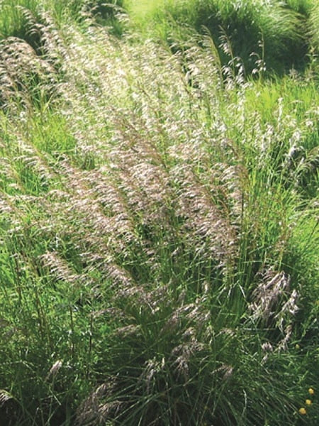Tufted Hair Grass (Deschampsia cespitosa)