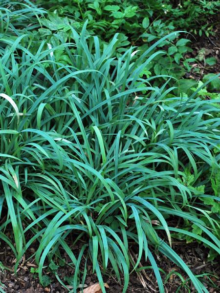 Bunny Blue Sedge (Carex laxiculmus Bunny Blue® 'Hobb')