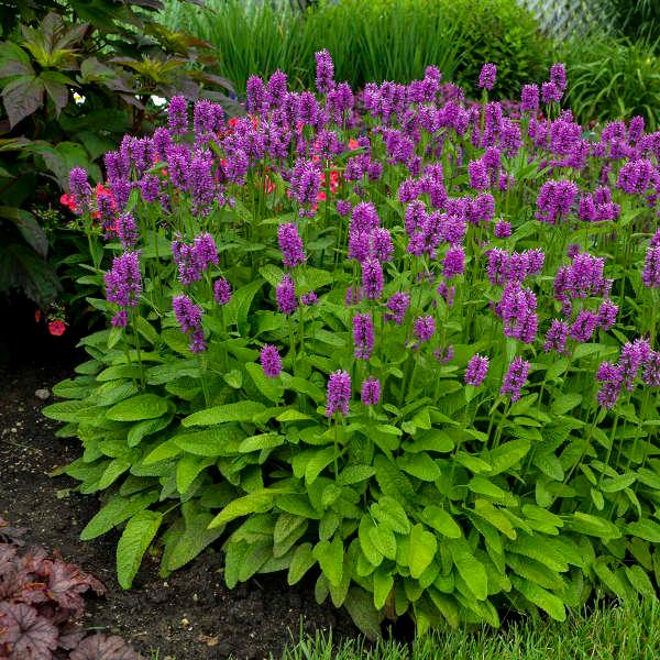 Alpine Betony (Stachys monieri 'Hummelo') perennial