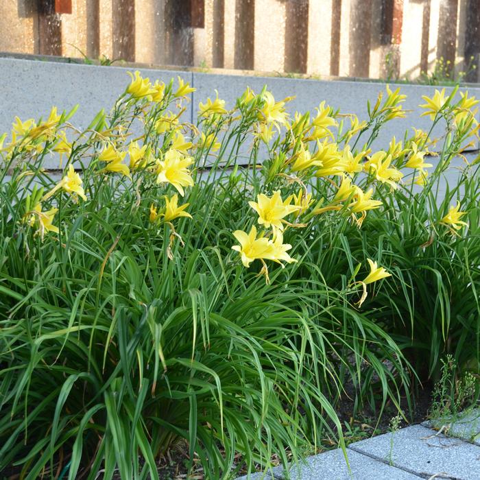 Hemerocallis 'Hyperion' (Daylily)