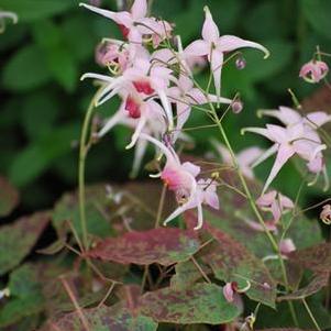 Epimedium x 'Pink Champagne' (Barrenwort)