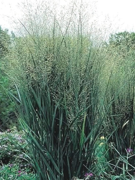 Panicum virgatum 'North Wind' (Blue Switchgrass)