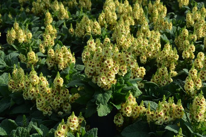 Verbascum x 'Dark Eyes' (Mullein)