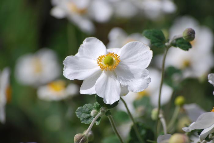 Anemone x hybrida 'Honorine Jobert' (Windflower) perennial