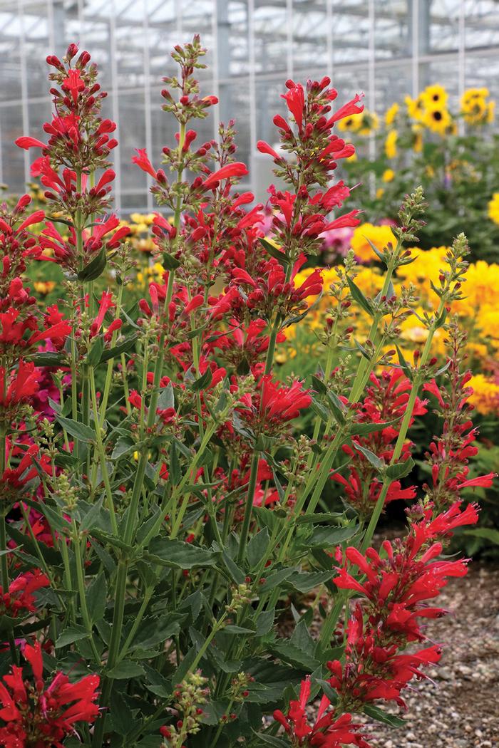 Agastache x Kudos™Red (Dwarf Hummingbird Mint) perennial