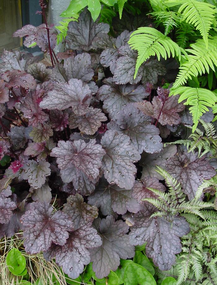 Heuchera x 'Plum Pudding' (Coral Bells)