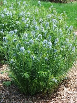 Thread-leaf Blue Star (Amsonia hubrichtii)