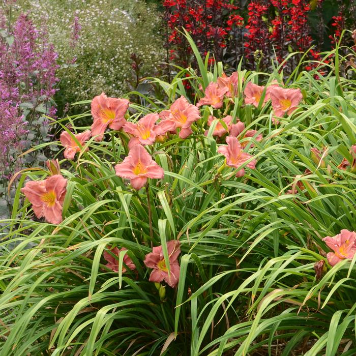 Hemerocallis 'Rosy Returns' (Daylily)