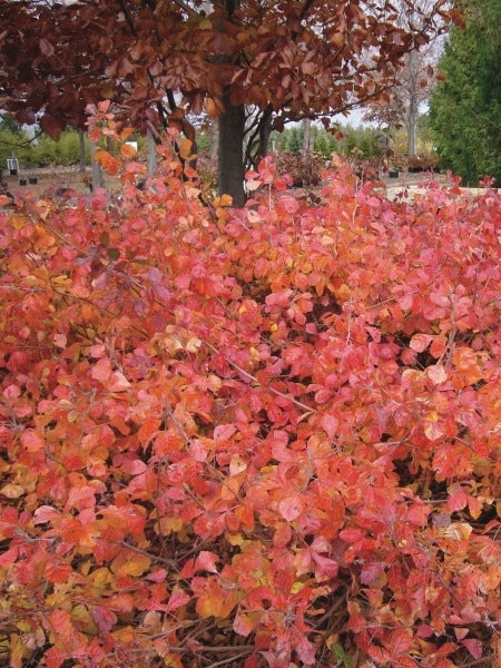 Fragrant Sumac (Rhus aromatica 'Gro-Low')