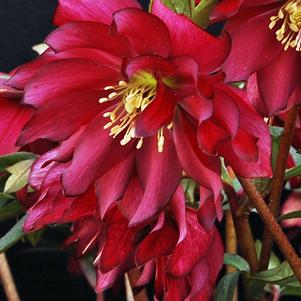Helleborus W.J. 'Red Sapphire' (Winter Jewels® Series Lenten Rose)