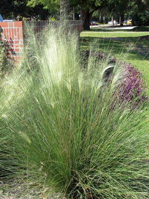 Muhly Grass (Muhlenbergia capillaris 'White Cloud')