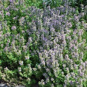 Wild Thyme (Thymus praecox 'Pink Chintz')