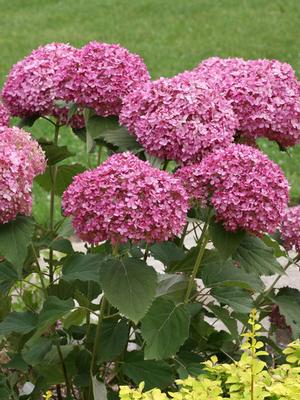 Dwarf Smooth Hydrangea (Hydrangea absorescens Invincibelle Mini Mauvette®), pink flowers