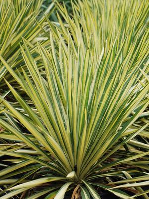 Yucca filamentosa 'Color Guard' (Vareigated Adam's Needle)