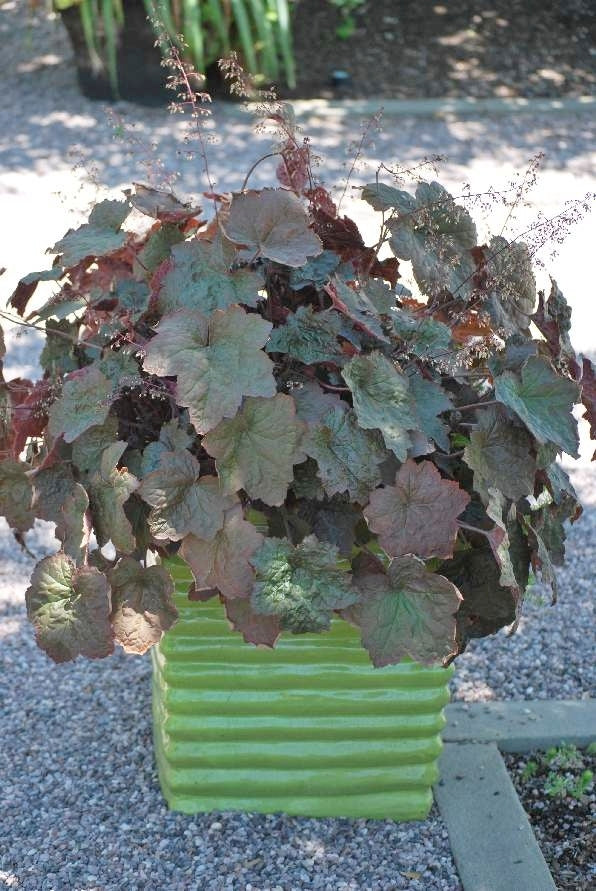 Heuchera micrantha 'Palace Purple' (Coral Bells)